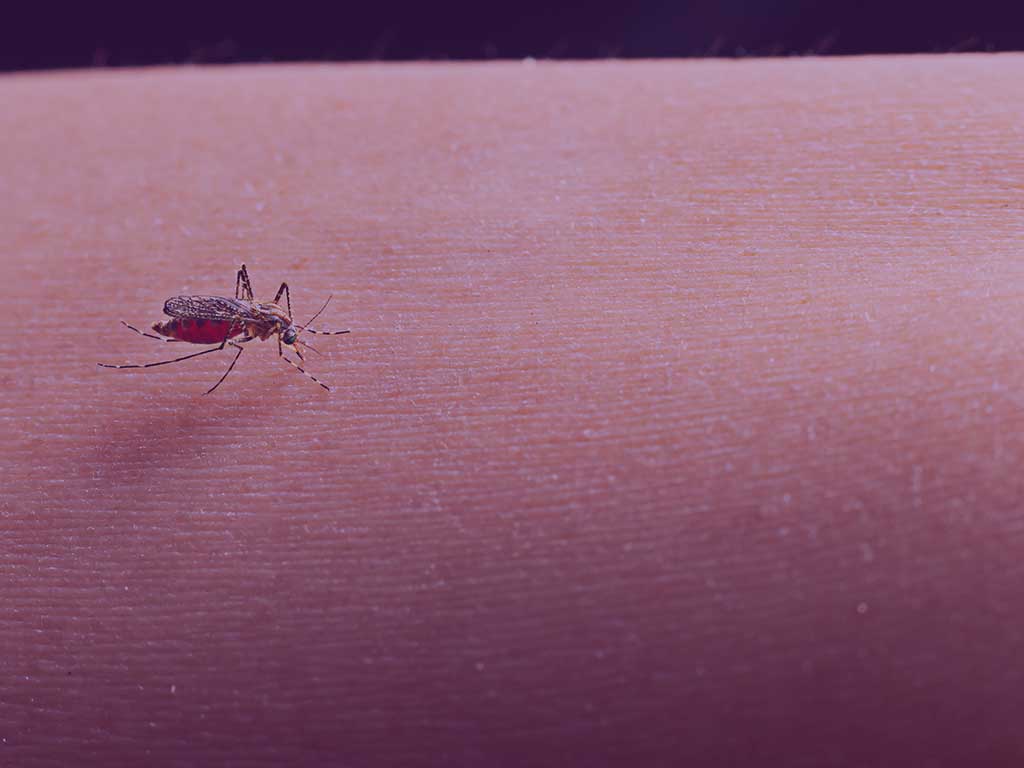Atenção à dengue no verão