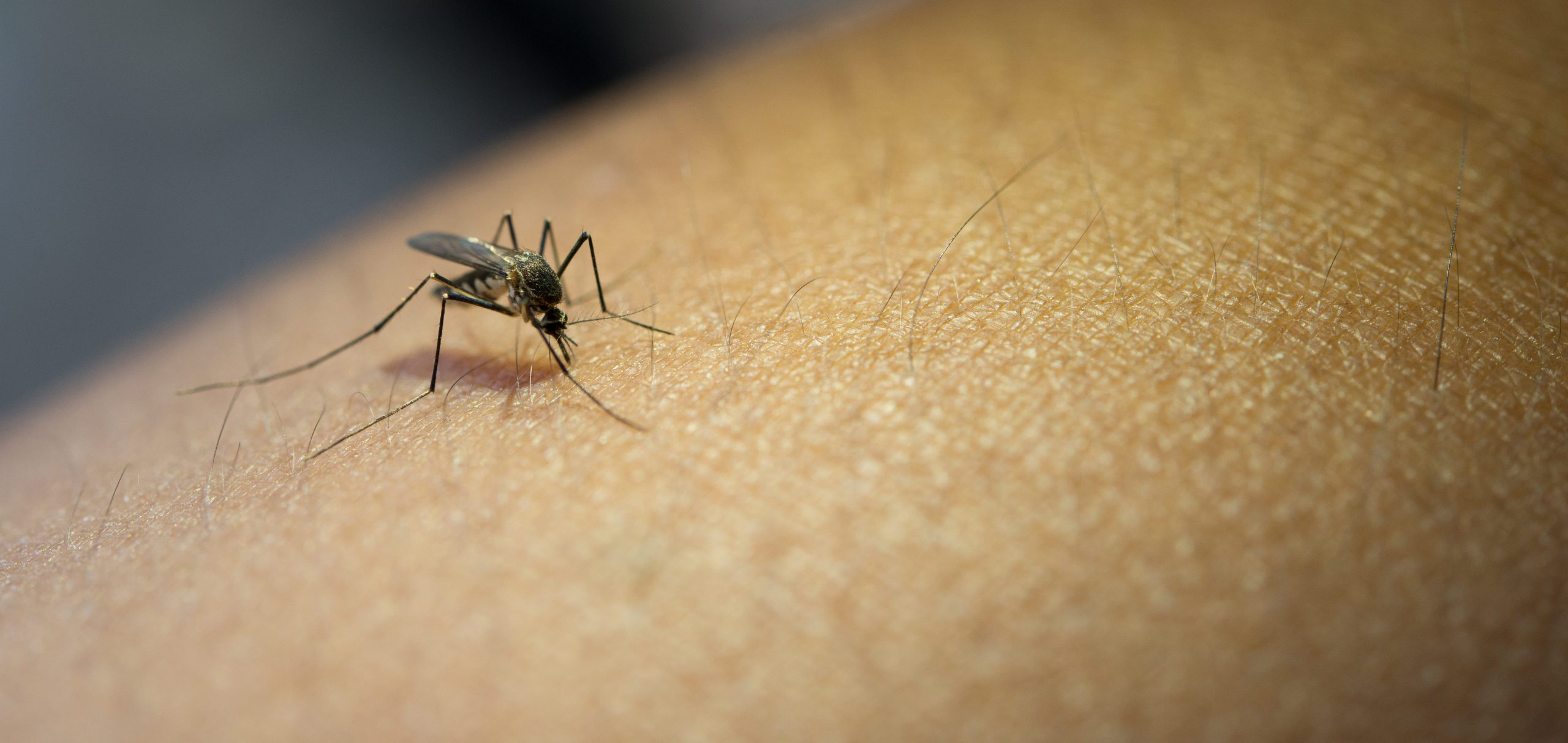 Saiba tudo sobre a nova Vacina da Dengue, a QDENGA®